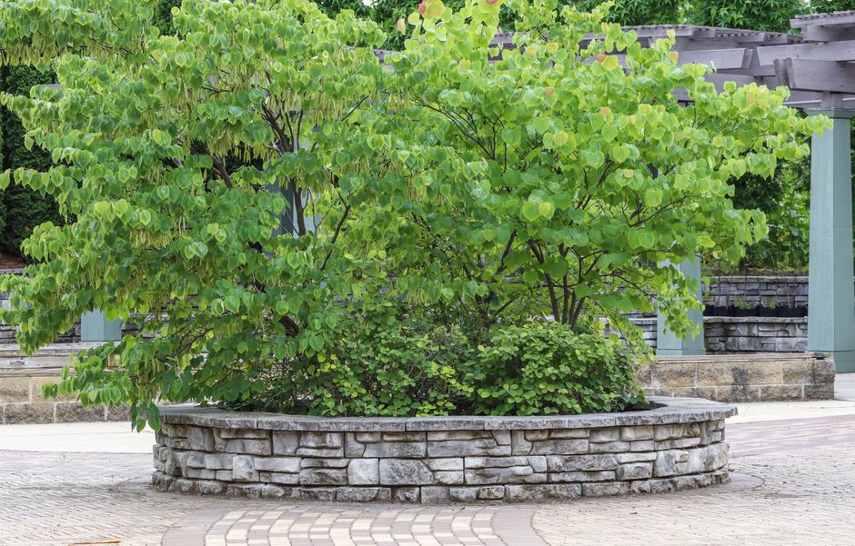 A vibrant green tree growing from a circular stone planter in an urban outdoor setting.