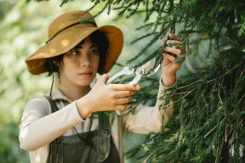 Focused ethnic female gardener in hat cutting branches of tree with pruner in hands standing in countryside
