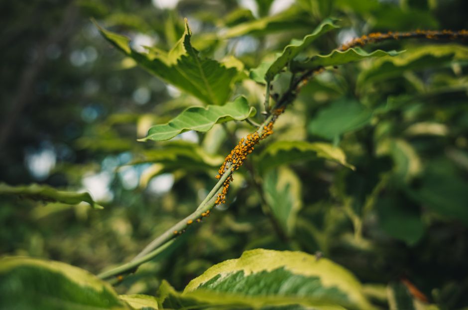 Detailed close-up of green leaves infested by orange aphids, showcasing nature's complexity.